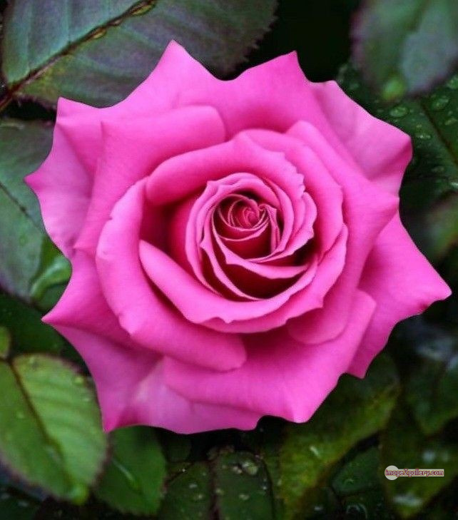 3300+ Beautiful Rose Flowers Image | Rose Flower HD Pic Download | 489 rose pink bouquet -(13)