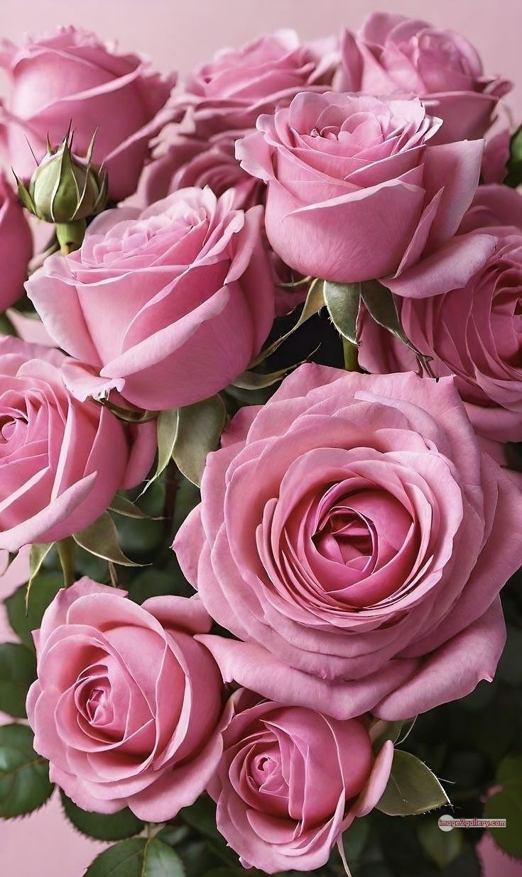 3300+ Beautiful Rose Flowers Image | Rose Flower HD Pic Download | 2669 rose pink bouquet -(17)