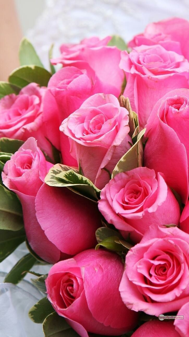 3300+ Beautiful Rose Flowers Image | Rose Flower HD Pic Download | 2667 rose pink bouquet -(18)