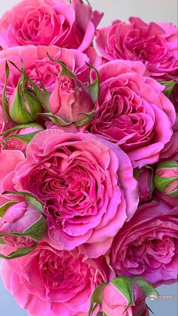 3300+ Beautiful Rose Flowers Image | Rose Flower HD Pic Download | 2508 rose pink bouquet -(19)