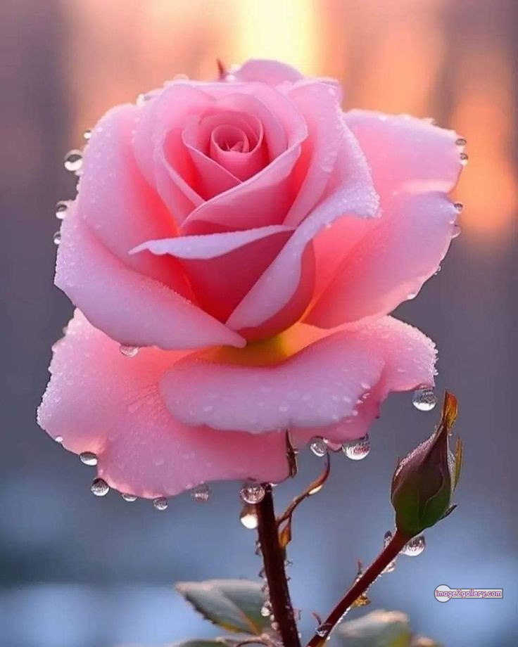 3300+ Beautiful Rose Flowers Image | Rose Flower HD Pic Download | 2509 rose pink bouquet -(20)