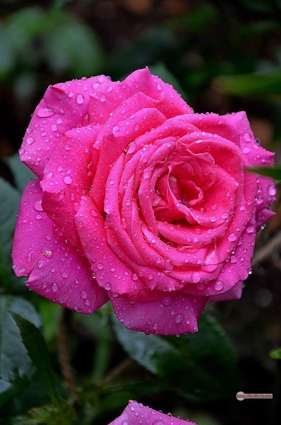 3300+ Beautiful Rose Flowers Image | Rose Flower HD Pic Download | 384 rose pink bouquet -(24)
