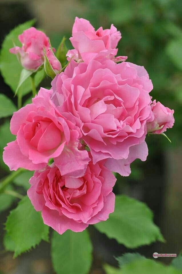 3300+ Beautiful Rose Flowers Image | Rose Flower HD Pic Download | 2629 rose pink bouquet -(25)