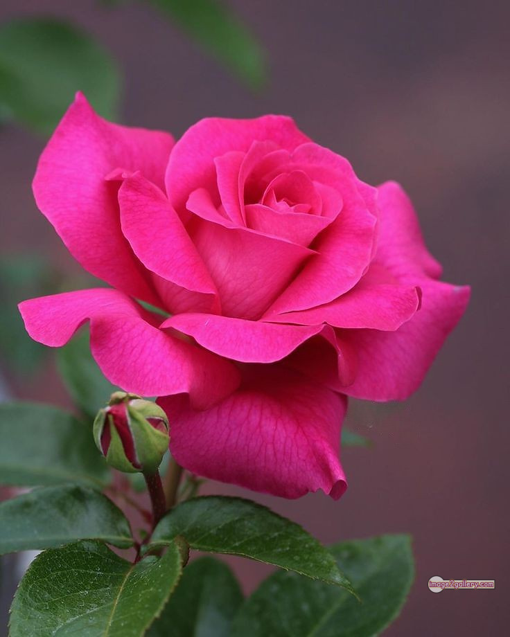 3300+ Beautiful Rose Flowers Image | Rose Flower HD Pic Download | 1409 rose pink bouquet -(26)
