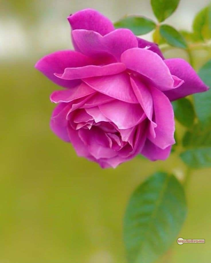 3300+ Beautiful Rose Flowers Image | Rose Flower HD Pic Download | 345 rose pink bouquet -(3)