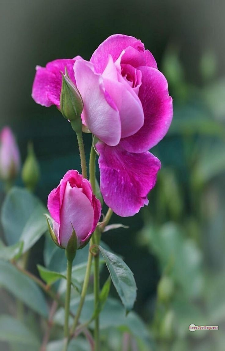 3300+ Beautiful Rose Flowers Image | Rose Flower HD Pic Download | 1407 rose pink bouquet -(4)