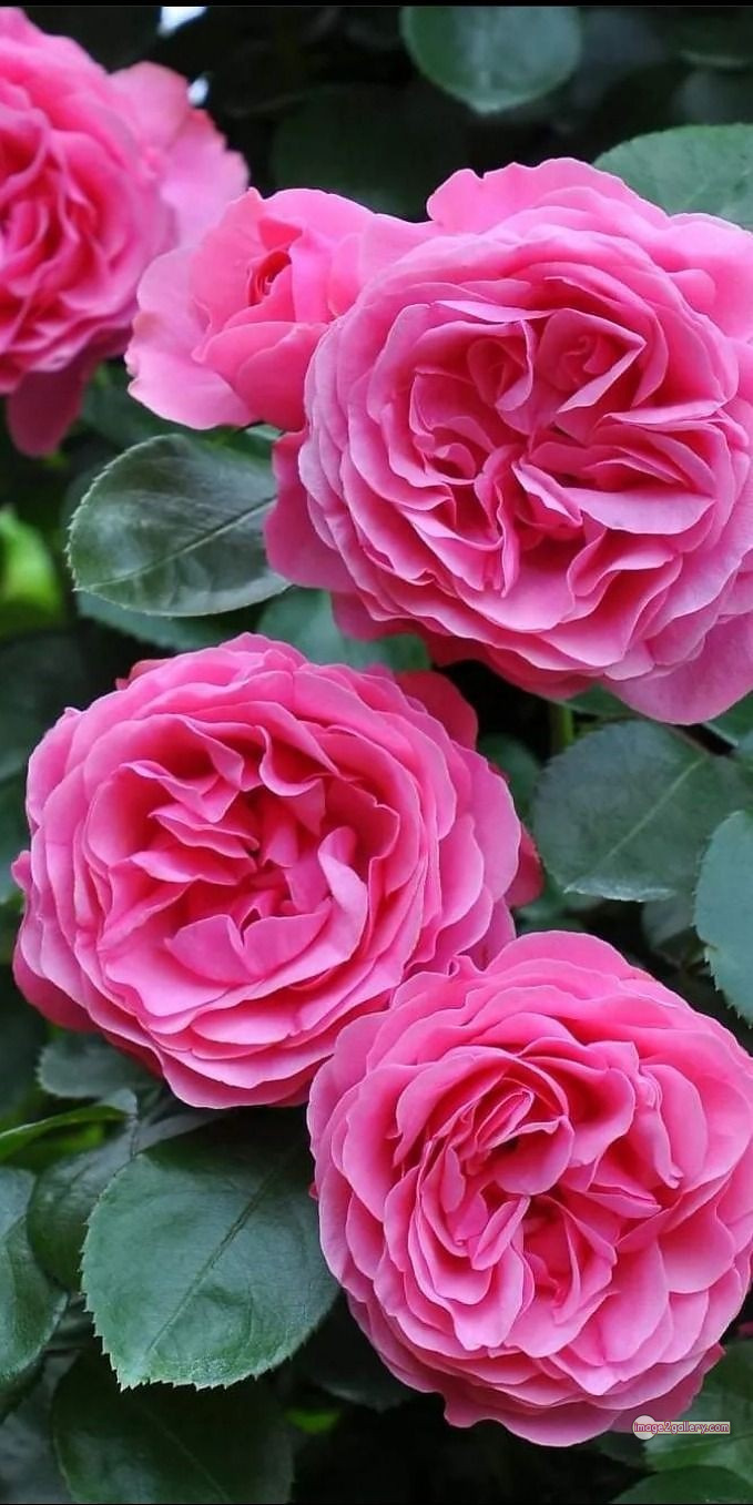 3300+ Beautiful Rose Flowers Image | Rose Flower HD Pic Download | 1368 rose pink bouquet -(6)