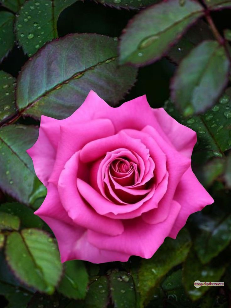 3300+ Beautiful Rose Flowers Image | Rose Flower HD Pic Download | 1406 rose pink bouquet -(7)