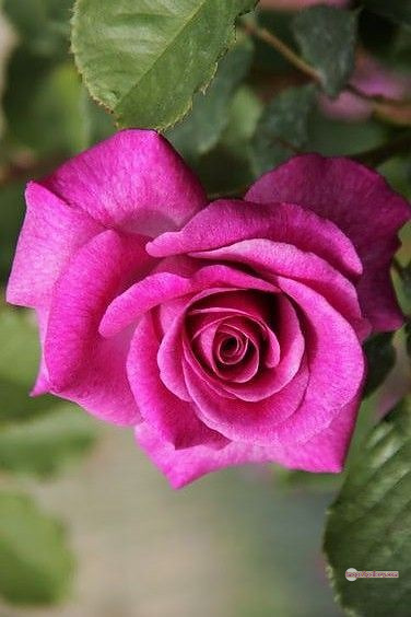 3300+ Beautiful Rose Flowers Image | Rose Flower HD Pic Download | 1229 rose pink bouquet -(8)