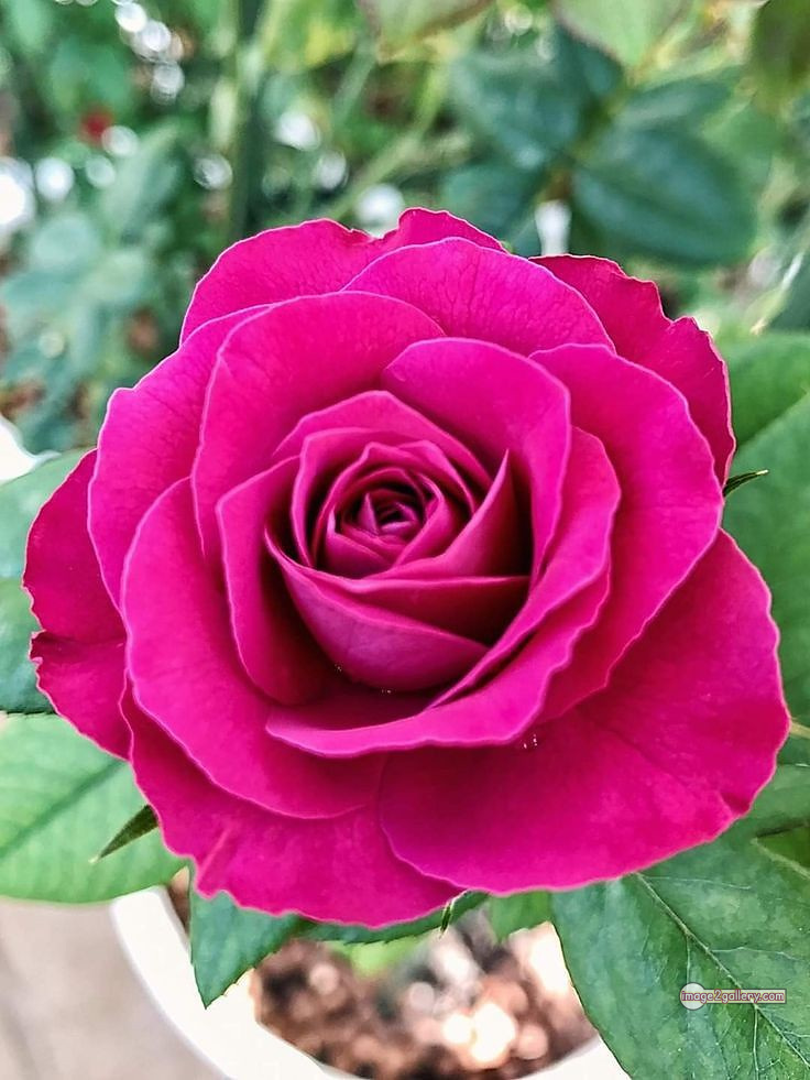 3300+ Beautiful Rose Flowers Image | Rose Flower HD Pic Download | 2665 rose pink bouquet -(9)