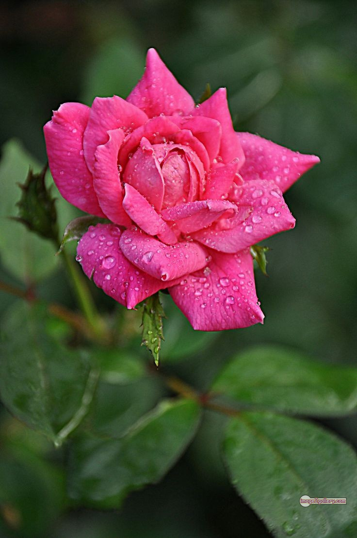 3300+ Beautiful Rose Flowers Image | Rose Flower HD Pic Download | 2670 rose pink photo -