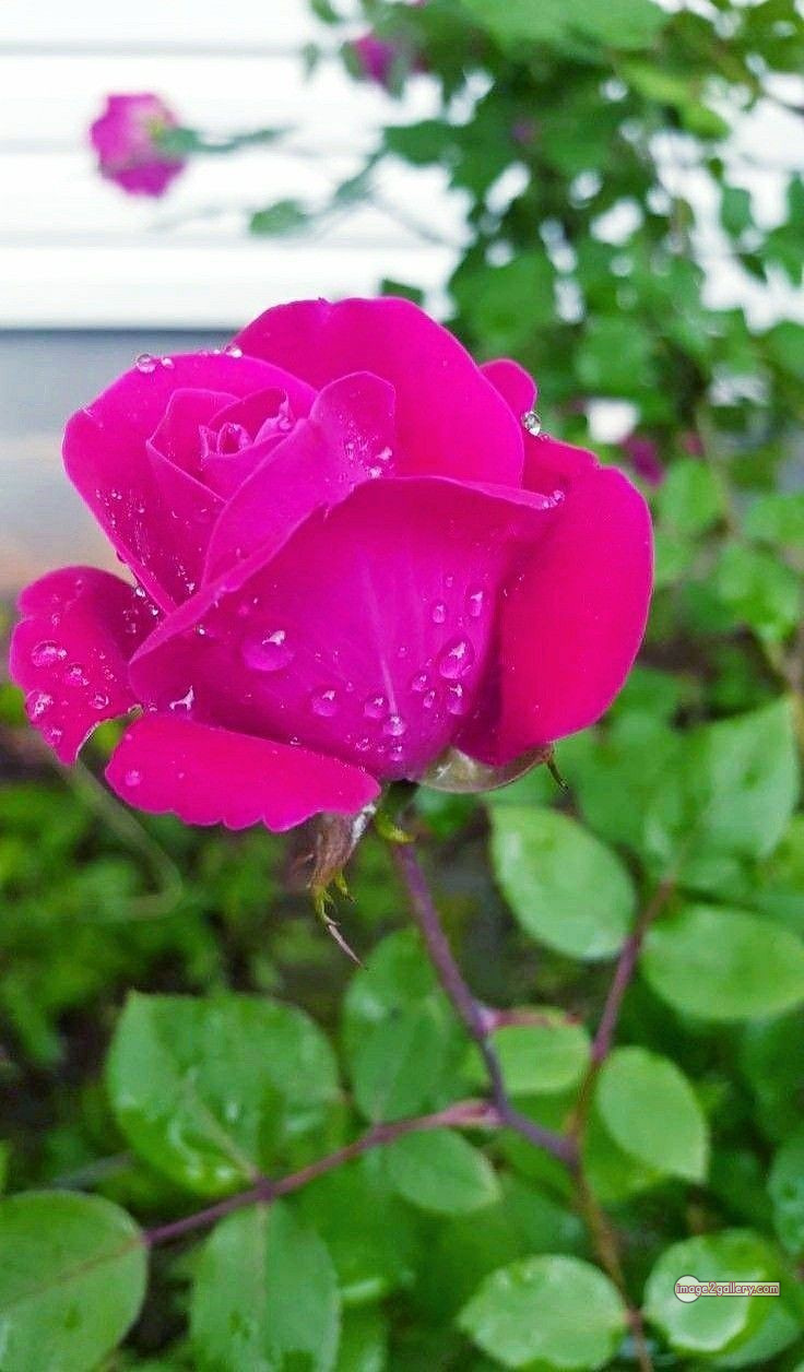 3300+ Beautiful Rose Flowers Image | Rose Flower HD Pic Download | 1282 rose pink photo -(1)