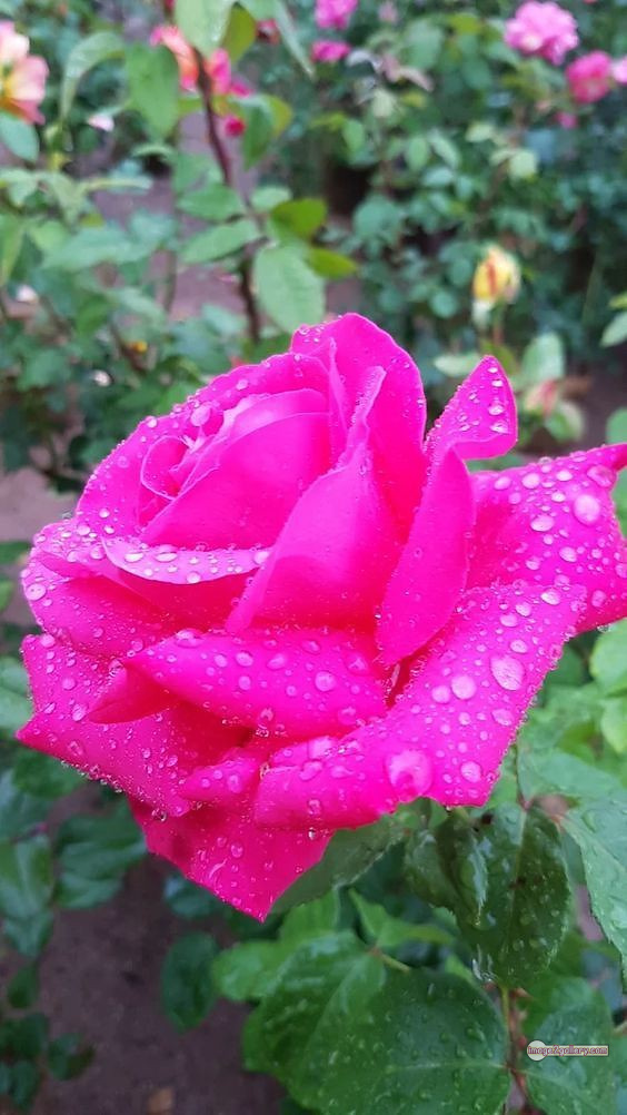 3300+ Beautiful Rose Flowers Image | Rose Flower HD Pic Download | 539 rose pink photo -(10)