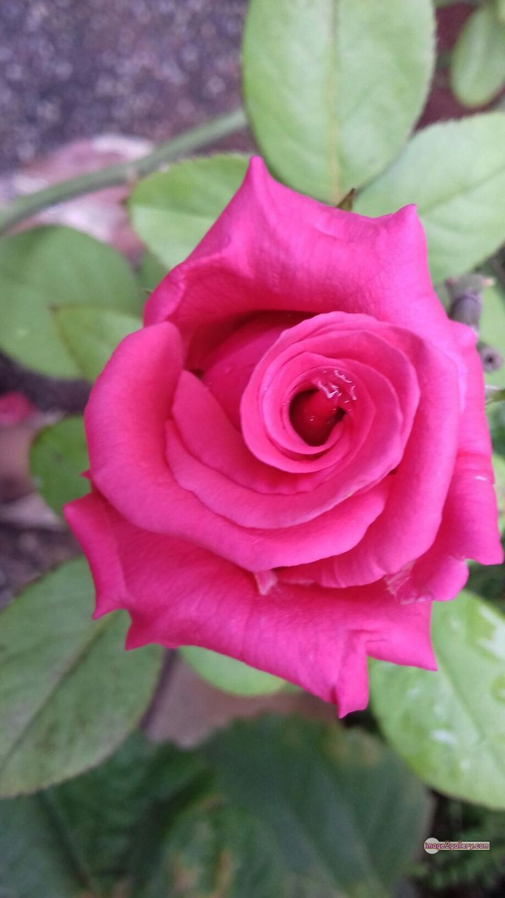 3300+ Beautiful Rose Flowers Image | Rose Flower HD Pic Download | 206 rose pink photo -(11)