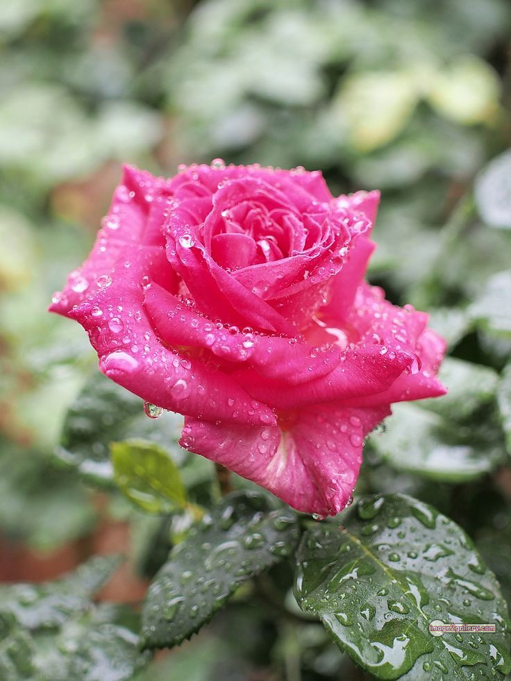 3300+ Beautiful Rose Flowers Image | Rose Flower HD Pic Download | 141 rose pink photo -(13)