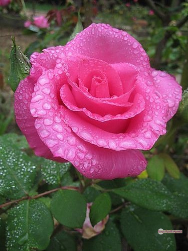 3300+ Beautiful Rose Flowers Image | Rose Flower HD Pic Download | 223 rose pink photo -(14)