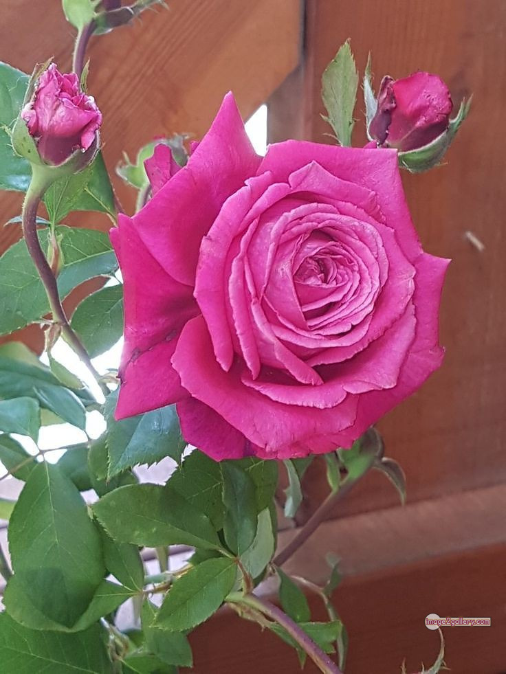 3300+ Beautiful Rose Flowers Image | Rose Flower HD Pic Download | 461 rose pink photo -(15)