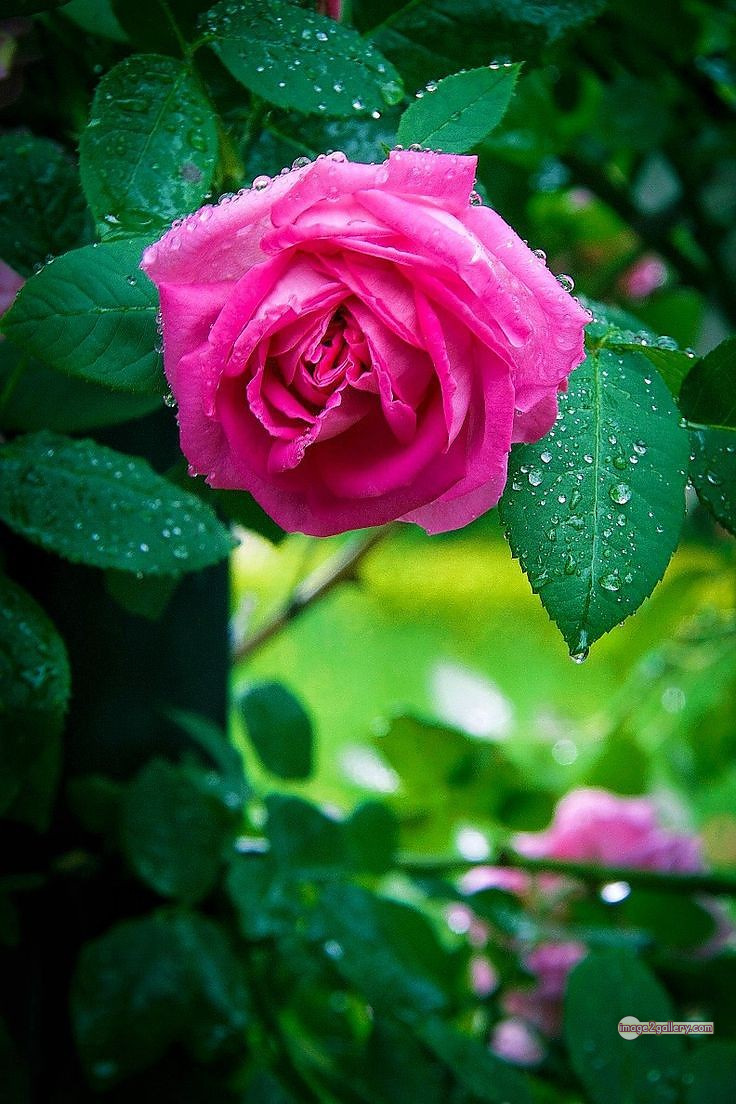 3300+ Beautiful Rose Flowers Image | Rose Flower HD Pic Download | 748 rose pink photo -(18)