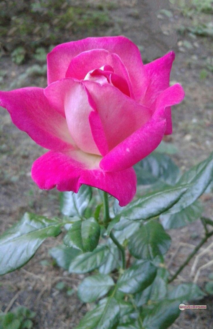 3300+ Beautiful Rose Flowers Image | Rose Flower HD Pic Download | 1283 rose pink photo -(2)