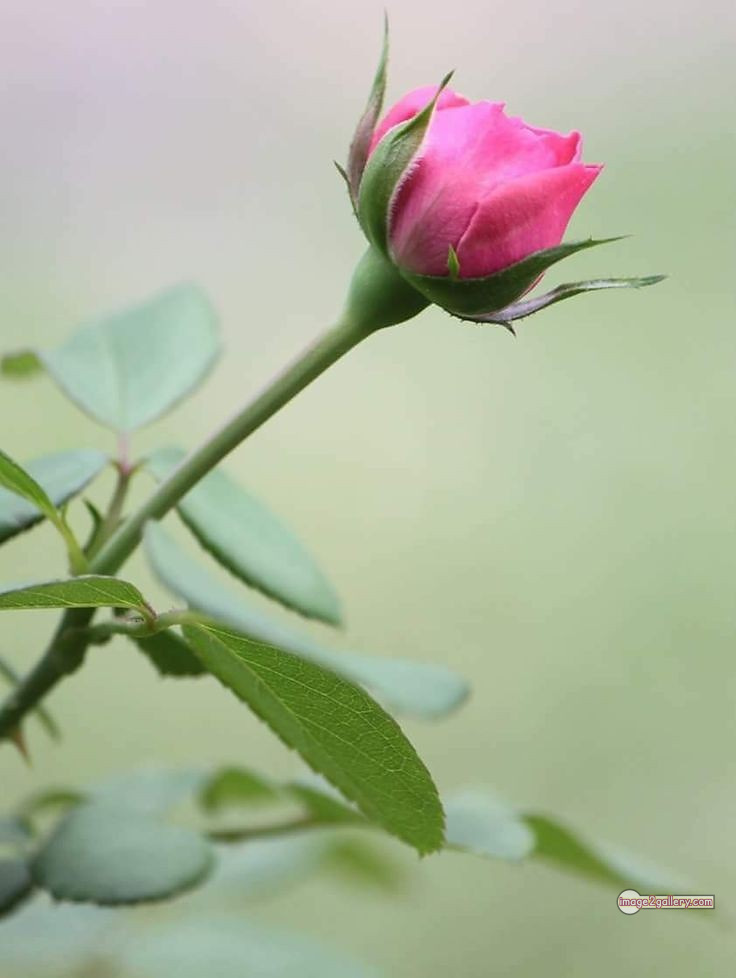 3300+ Beautiful Rose Flowers Image | Rose Flower HD Pic Download | 2514 rose pink photo -(4)