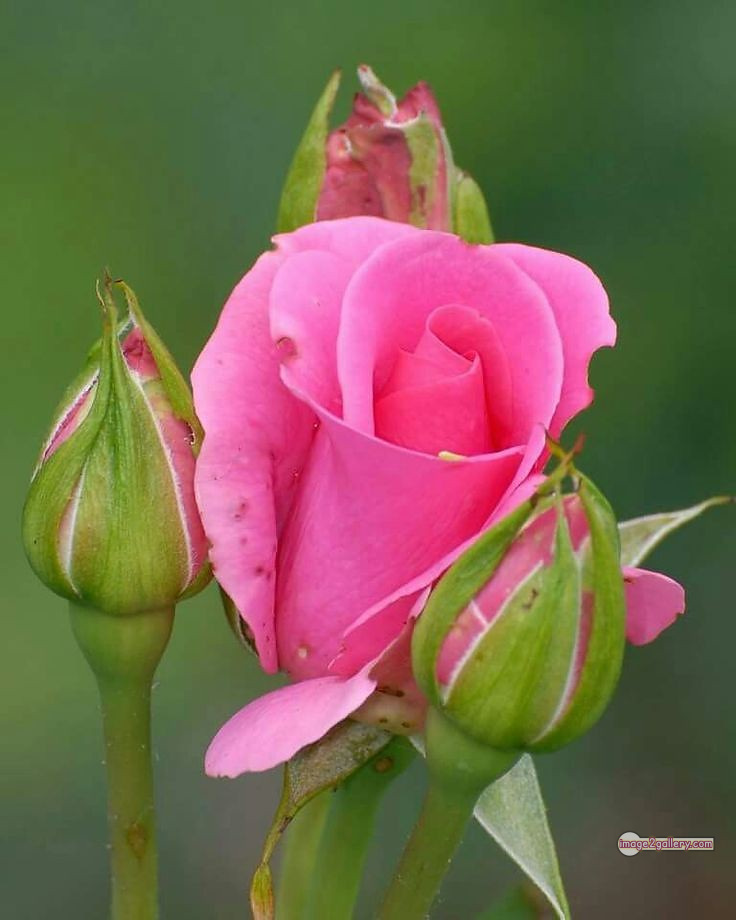 3300+ Beautiful Rose Flowers Image | Rose Flower HD Pic Download | 864 rose pink photo -(5)