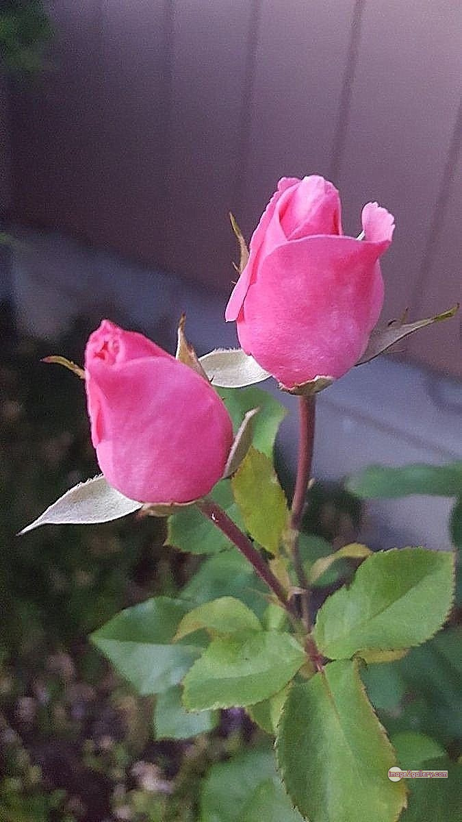 3300+ Beautiful Rose Flowers Image | Rose Flower HD Pic Download | 462 rose pink photo -(6)