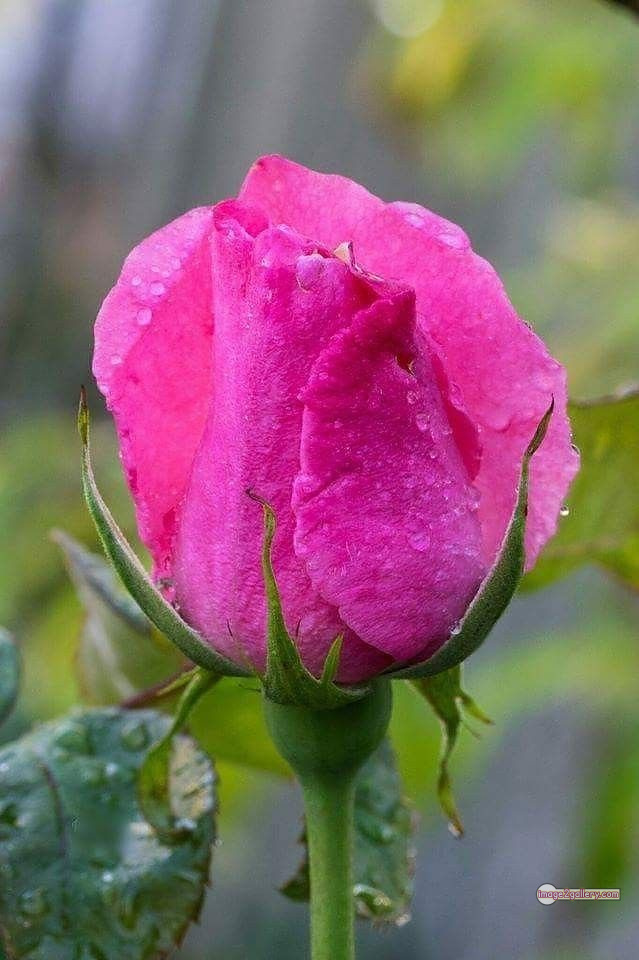 3300+ Beautiful Rose Flowers Image | Rose Flower HD Pic Download | 207 rose pink photo -(7)
