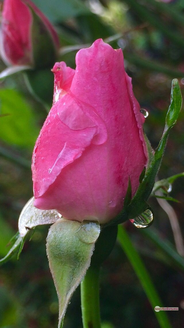 3300+ Beautiful Rose Flowers Image | Rose Flower HD Pic Download | 1446 rose pink photo -(8)