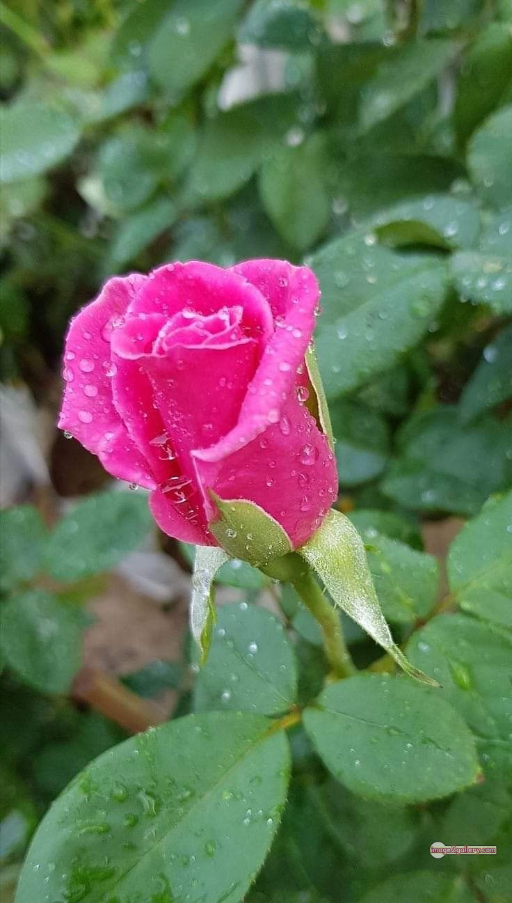 3300+ Beautiful Rose Flowers Image | Rose Flower HD Pic Download | 195 rose pink photo -(9)