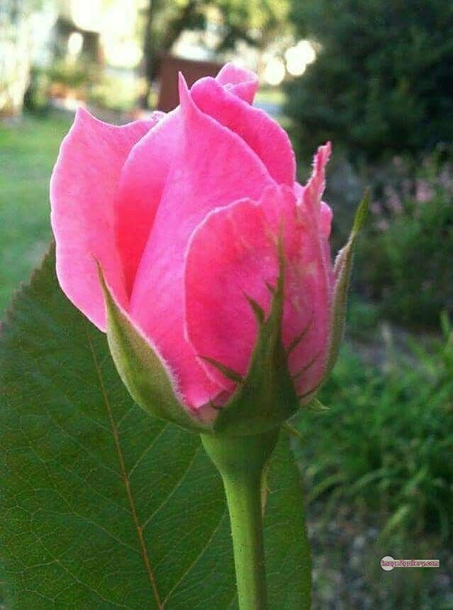 3300+ Beautiful Rose Flowers Image | Rose Flower HD Pic Download | 354 rose pink picture -(10)