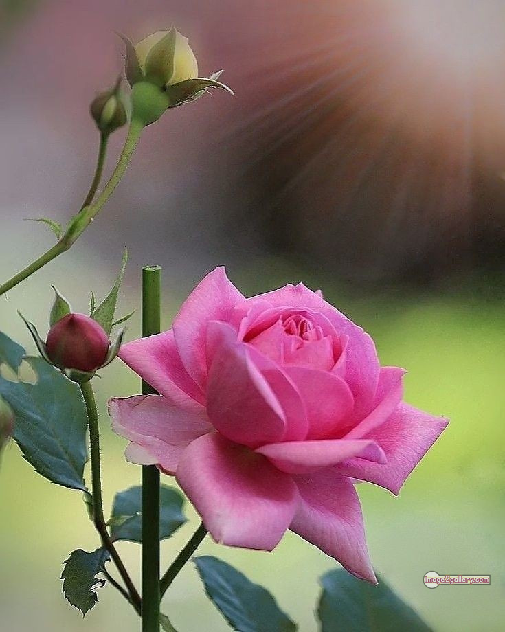 3300+ Beautiful Rose Flowers Image | Rose Flower HD Pic Download | 2750 rose pink picture -(11)