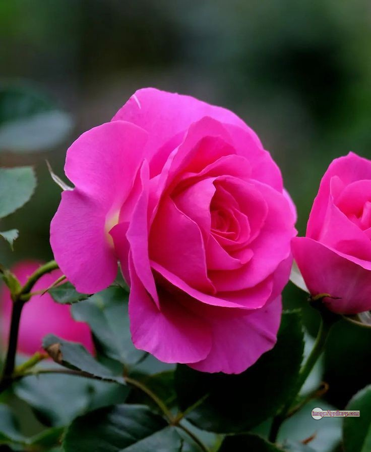 3300+ Beautiful Rose Flowers Image | Rose Flower HD Pic Download | 429 rose pink picture -(12)