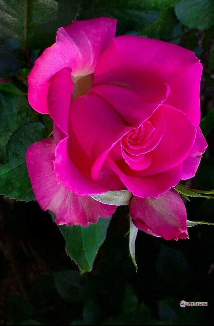 3300+ Beautiful Rose Flowers Image | Rose Flower HD Pic Download | 2702 rose pink picture -(13)