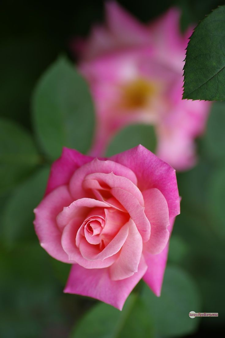 3300+ Beautiful Rose Flowers Image | Rose Flower HD Pic Download | 1361 rose pink picture -(14)