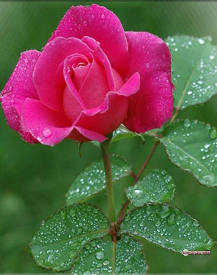 3300+ Beautiful Rose Flowers Image | Rose Flower HD Pic Download | 2671 rose pink picture -(15)