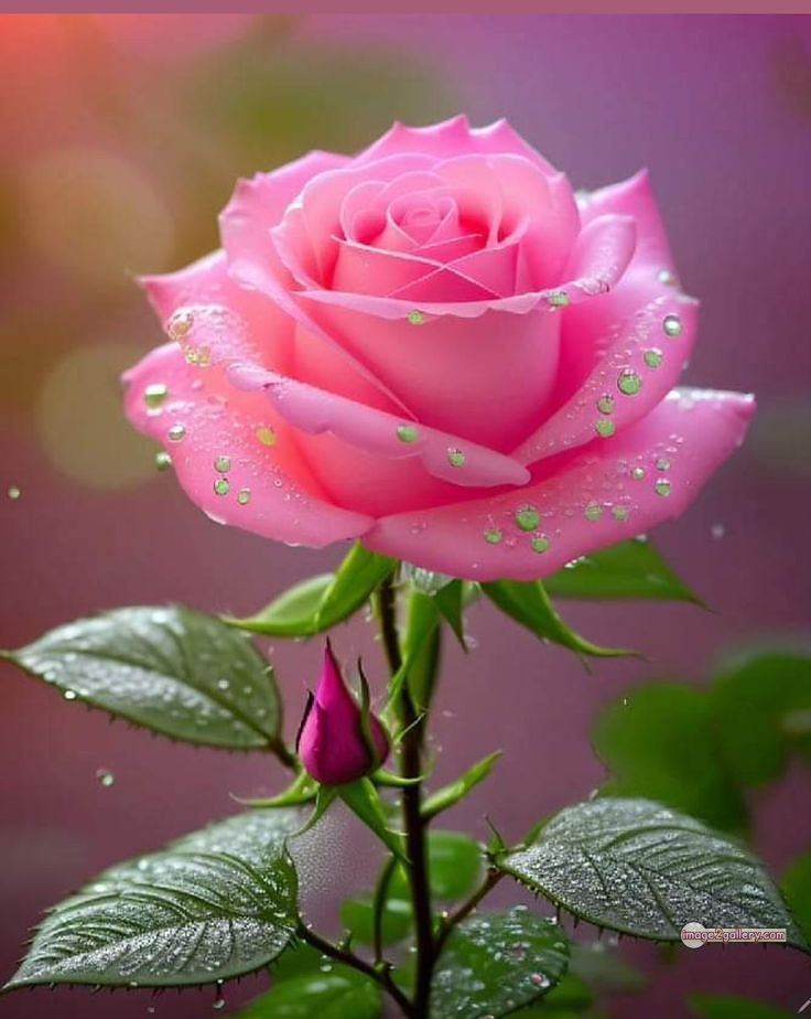 3300+ Beautiful Rose Flowers Image | Rose Flower HD Pic Download | 70 rose pink picture -(2)