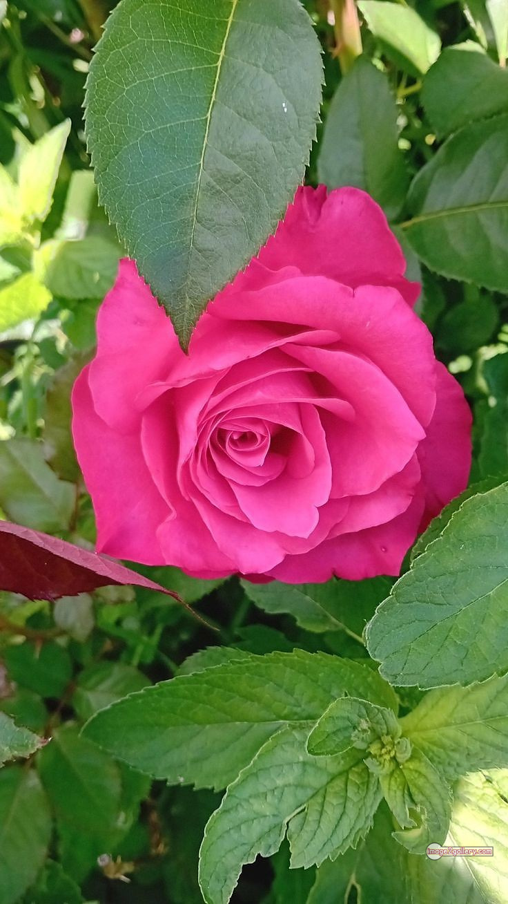 3300+ Beautiful Rose Flowers Image | Rose Flower HD Pic Download | 1307 rose pink picture -(3)