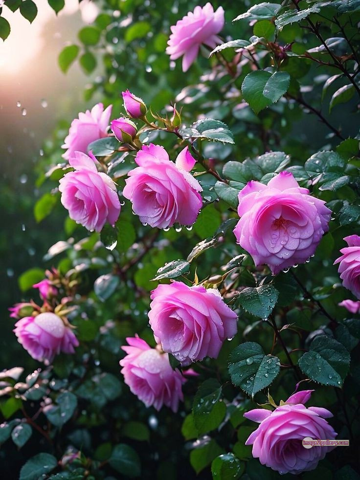 3300+ Beautiful Rose Flowers Image | Rose Flower HD Pic Download | 2630 rose pink picture -(4)