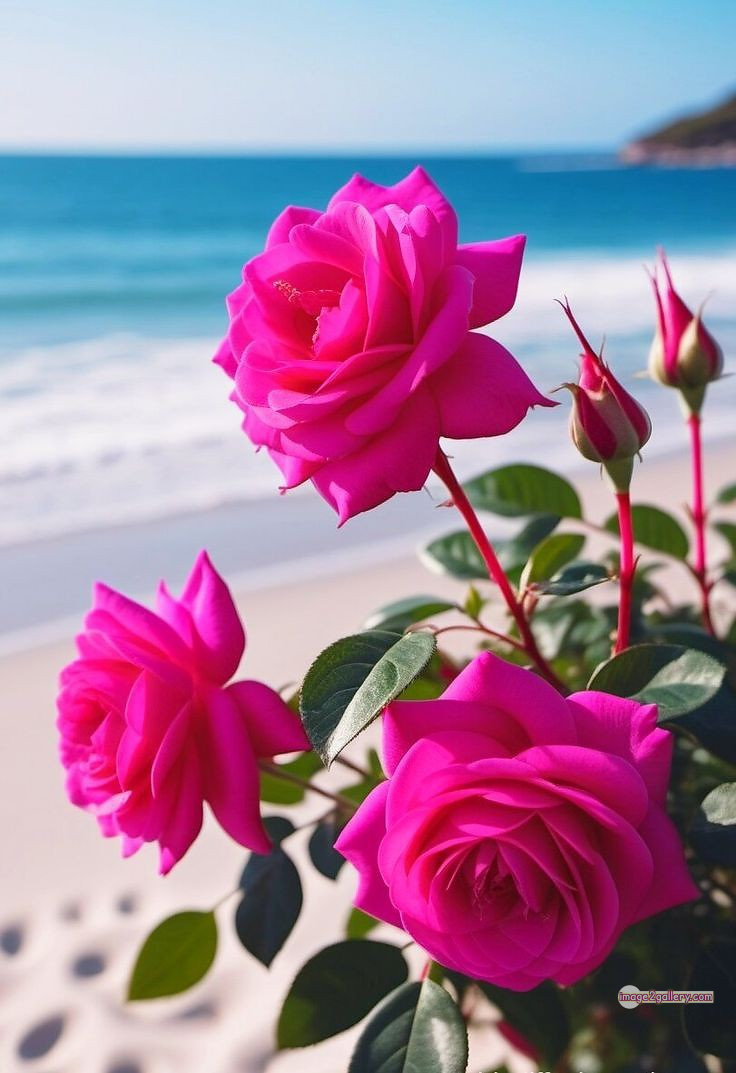 3300+ Beautiful Rose Flowers Image | Rose Flower HD Pic Download | 1362 rose pink picture -(6)