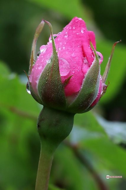 3300+ Beautiful Rose Flowers Image | Rose Flower HD Pic Download | 1306 rose pink picture -(7)