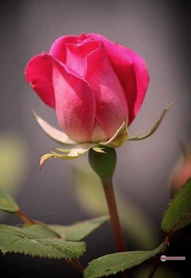 3300+ Beautiful Rose Flowers Image | Rose Flower HD Pic Download | 2704 rose pink picture -(8)
