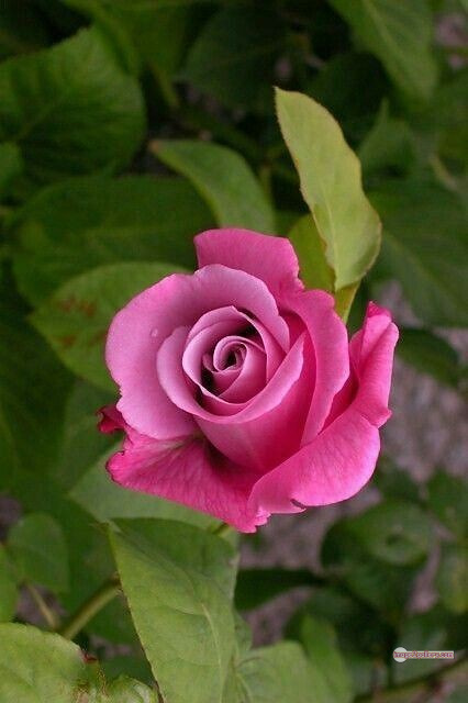 3300+ Beautiful Rose Flowers Image | Rose Flower HD Pic Download | 1284 rose pink picture -(9)