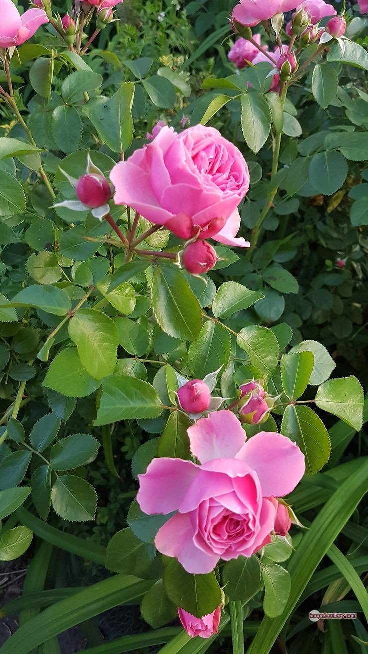 3300+ Beautiful Rose Flowers Image | Rose Flower HD Pic Download | 1943 rose pink white -
