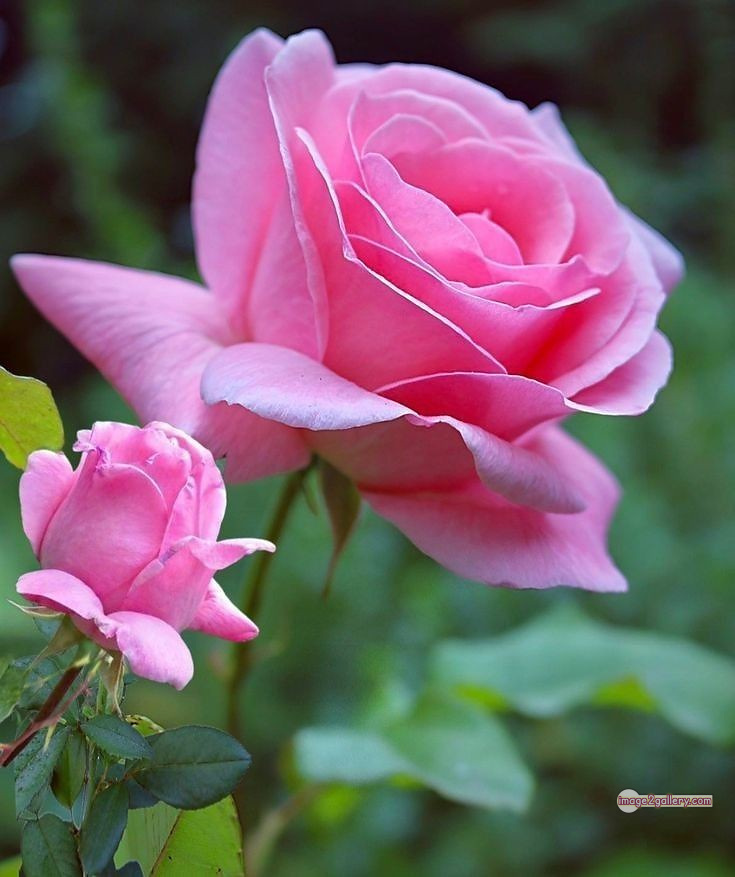 3300+ Beautiful Rose Flowers Image | Rose Flower HD Pic Download | 785 rose pink white -(10)