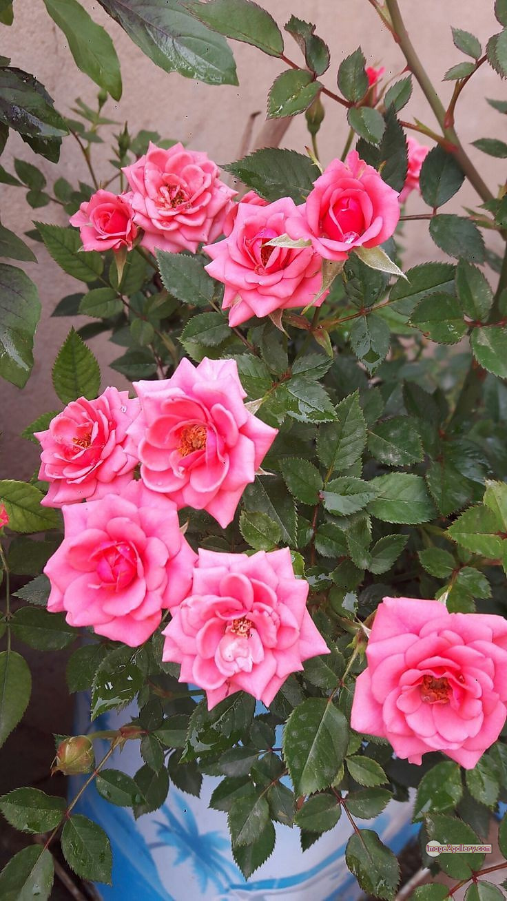 3300+ Beautiful Rose Flowers Image | Rose Flower HD Pic Download | 2203 rose pink white -(12)