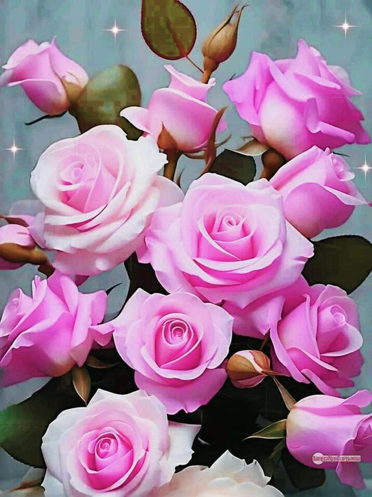 3300+ Beautiful Rose Flowers Image | Rose Flower HD Pic Download | 1881 rose pink white -(13)