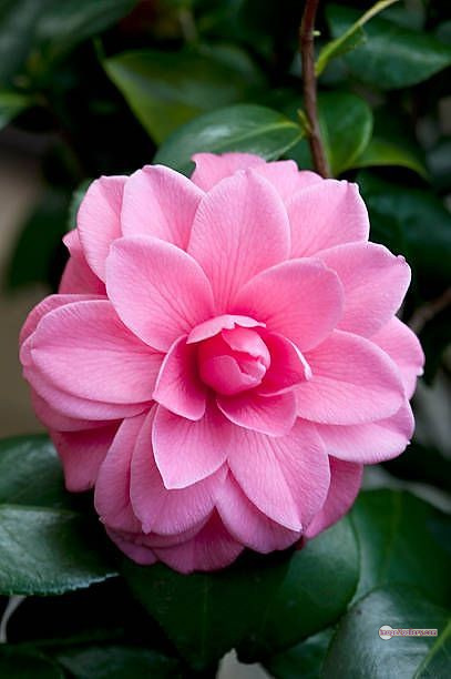 3300+ Beautiful Rose Flowers Image | Rose Flower HD Pic Download | 1882 rose pink white -(3)