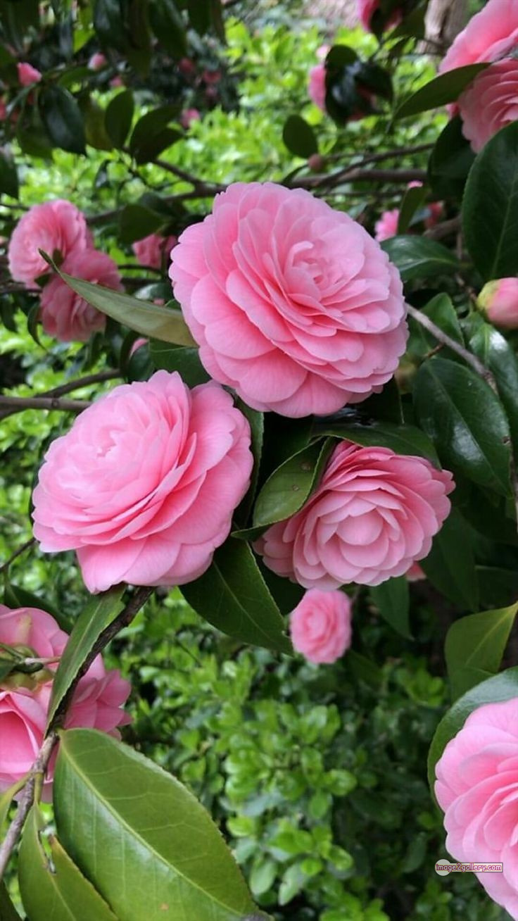 3300+ Beautiful Rose Flowers Image | Rose Flower HD Pic Download | 1944 rose pink white -(4)