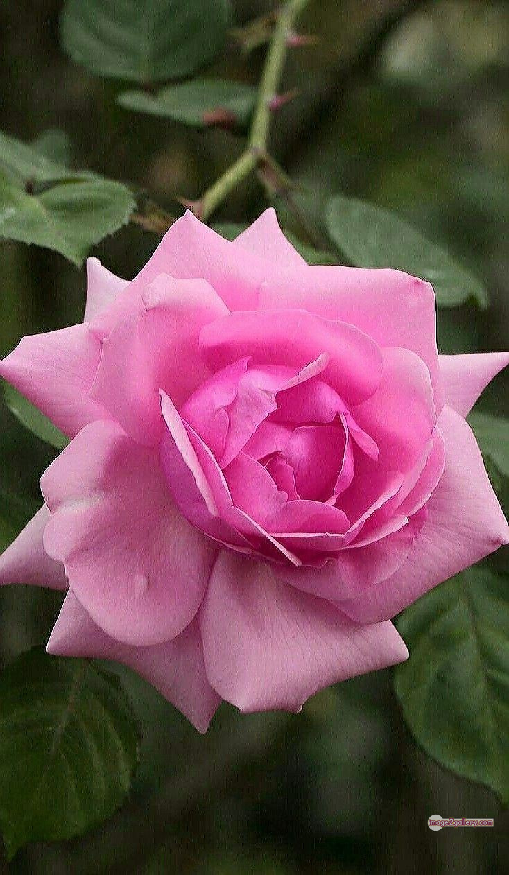 3300+ Beautiful Rose Flowers Image | Rose Flower HD Pic Download | 2142 rose pink white -(6)