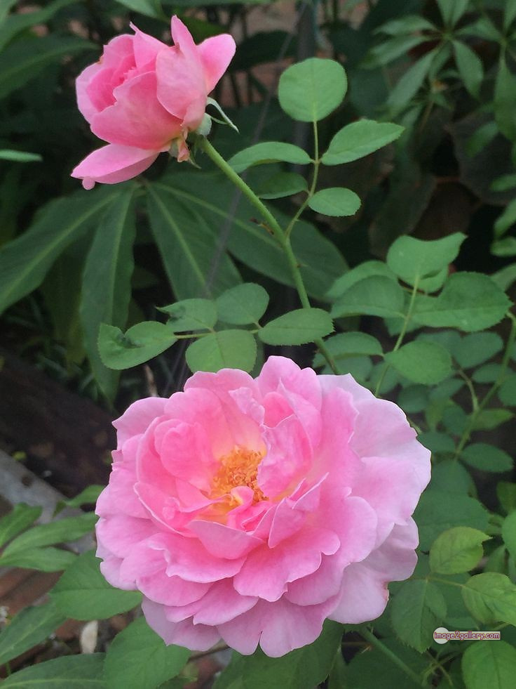 3300+ Beautiful Rose Flowers Image | Rose Flower HD Pic Download | 1942 rose pink white -(7)